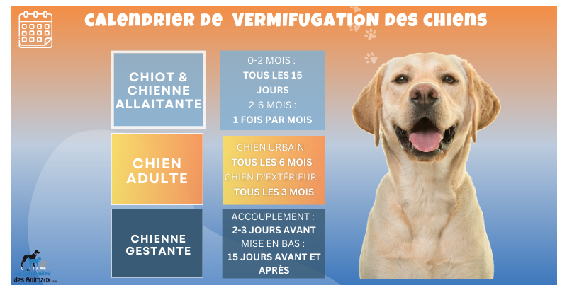 Conseil Vétérinaire - Blog - Vermifuge pour chiens : Comment protéger votre  animal ?