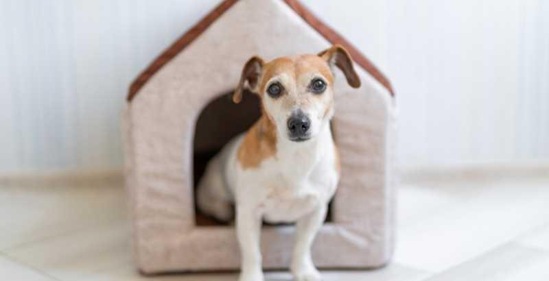 Conseil Vétérinaire - Blog - Niche pour chien : Notre guide d'achat