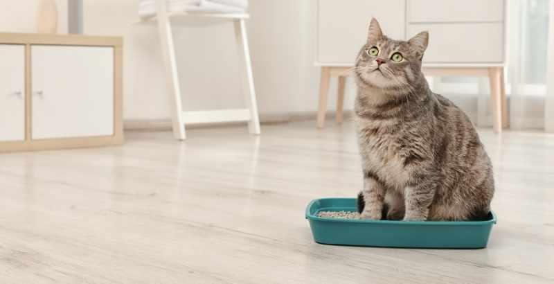Conseil Vétérinaire - Blog - Quand et comment dois-je nettoyer la litière  de mon chat ?