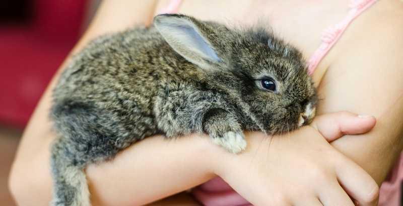 Conseil Vétérinaire - Blog - Eternuement du lapin - Pourquoi mon lapin  éternue ?