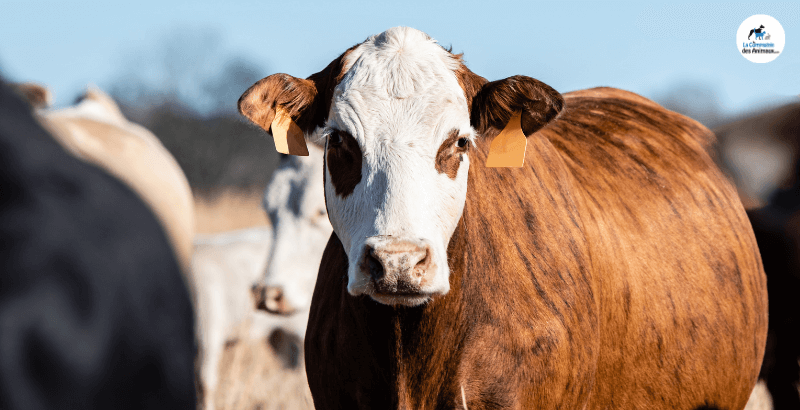 Conseil Vétérinaire - Blog - Le drenchage des bovins : test du Drench Lact