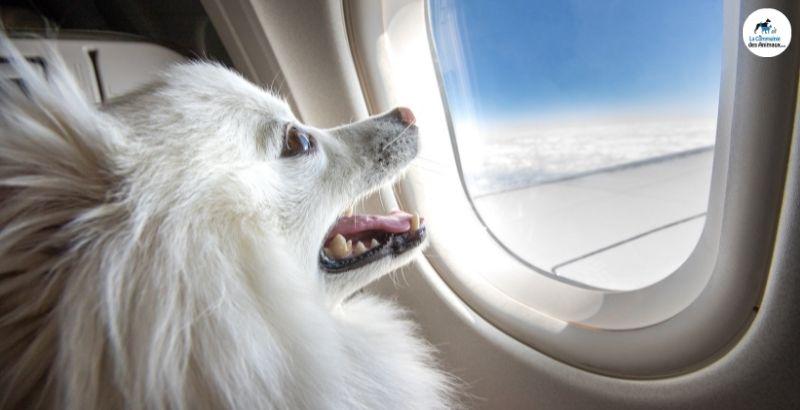 Conseil Vétérinaire - Blog - Prendre l'avion avec son chien : nos conseils