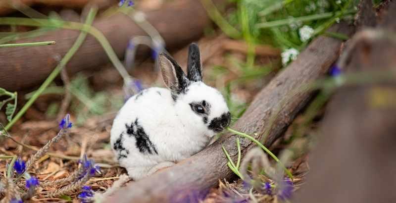 Conseil Vétérinaire - Blog - Parasites : Votre lapin n'est pas protégé !