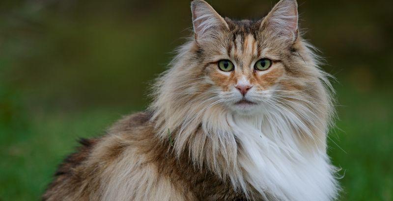 Conseil Vétérinaire - Blog - L'alopécie chez le chat : perte de poils