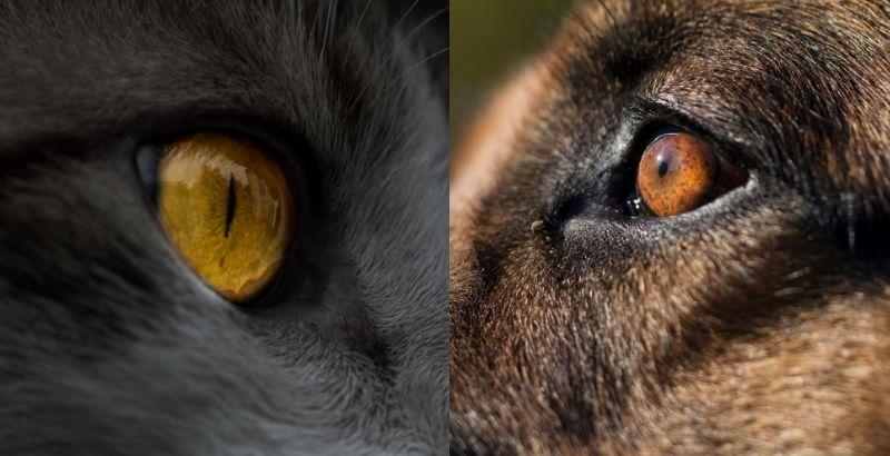 Conseil Vétérinaire - Blog - Prendre soin des yeux de son chat / chien