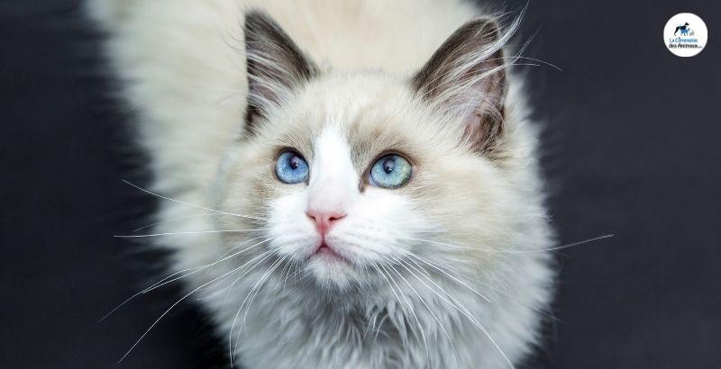 Conseil Vétérinaire - Blog - L'insuffisance rénal du chat
