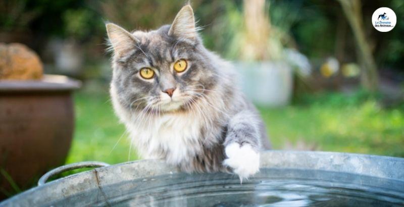 Conseil Vétérinaire - Blog - Pourquoi mon chat aime tremper ses pattes dans  l'eau ?