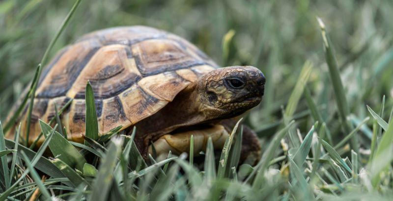 Conseil Vétérinaire - Blog - Comment aider sa tortue de jardin à passer  l'hiver ?