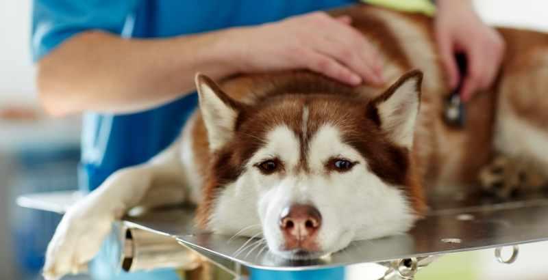 Conseil Vétérinaire - Blog - Le smecta pour chien est-il adapté dans la  diarrhée de votre animal ?