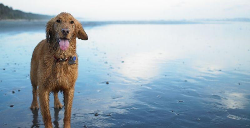 Conseil Vétérinaire - Blog - Le nécessaire santé à emmener avec soi pour  partir en vacances avec son animal