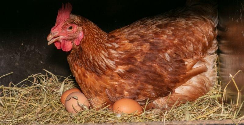 Conseil Vétérinaire - Blog - Pourquoi mes poules ne pondent-elles pas ?