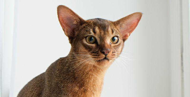 Conseil Vétérinaire - Blog - Mon chat a les oreilles chaudes : pourquoi ?