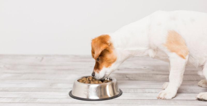 Conseil Vétérinaire - Blog - Quelles sont les meilleures croquettes pour  son chien stérilisé ?