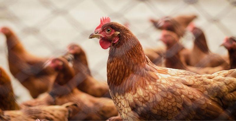 Conseil Vétérinaire - Blog - Comment lutter contre les poux rouges des  poules ?