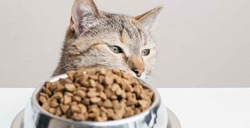 Conseil Vétérinaire - Blog - Test Purina Proplan LiveClear pour chat :  témoignage