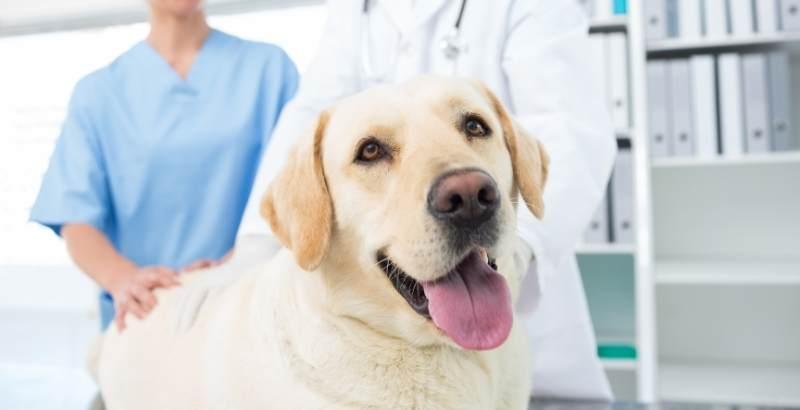 Conseil Vétérinaire - Blog - Stérilisation du chien : Pourquoi et quand  faire stériliser son chien ?