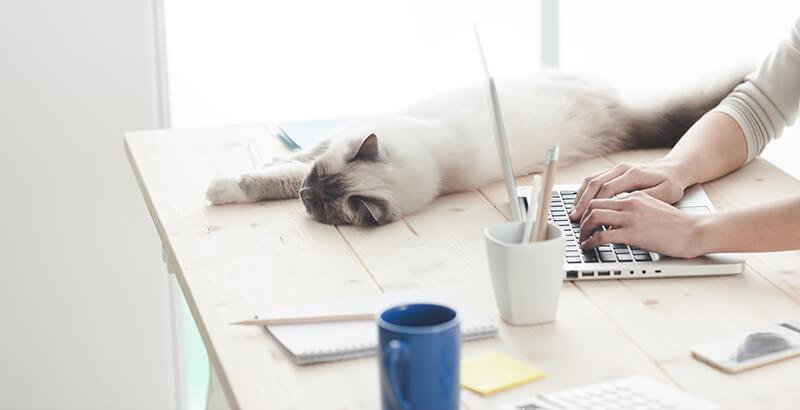 Conseil Vétérinaire - Blog - Les chats en appartement sont-ils heureux ?