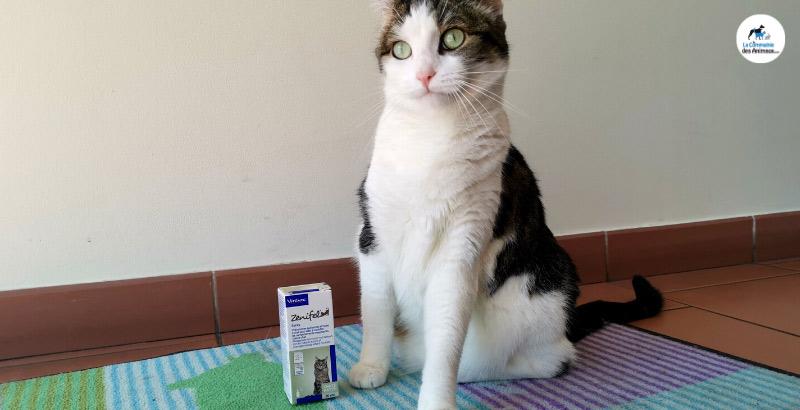 Conseil Vétérinaire - Blog - Moumoune a testé le Spray Zenifel anti-stress  pour chat