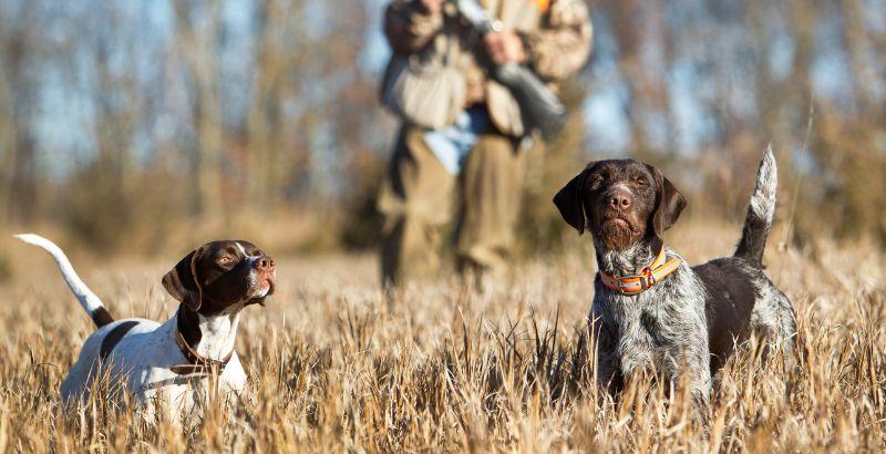 Conseil Vétérinaire - Blog - Partir à la chasse avec son chien plus  sereinement