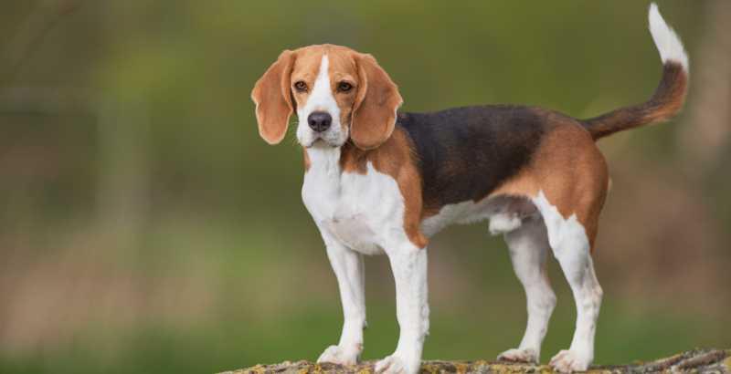 Conseil Vétérinaire - Blog - Tout savoir sur le Beagle