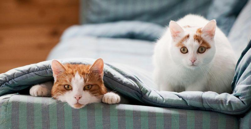 Conseil Vétérinaire - Blog - Comment faire cohabiter deux chats ?