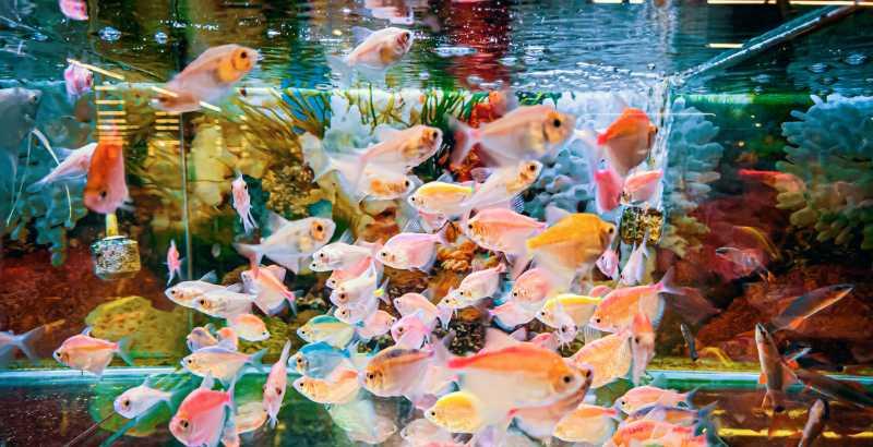 Conseil Vétérinaire - Blog - Gestion de la surpopulation de poissons en  aquarium : Conseils pratiques pour maintenir un environnement sain