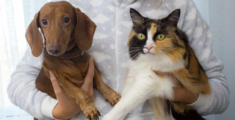 Conseil Vétérinaire - Blog - Insuffisance rénale chez le chat et le chien :  Comprendre le rôle du phosphore pour une meilleure gestion de la maladie