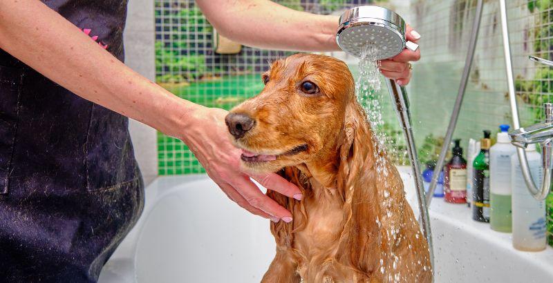 Conseil Vétérinaire - Blog - Les Shampoings anti puces pour chien