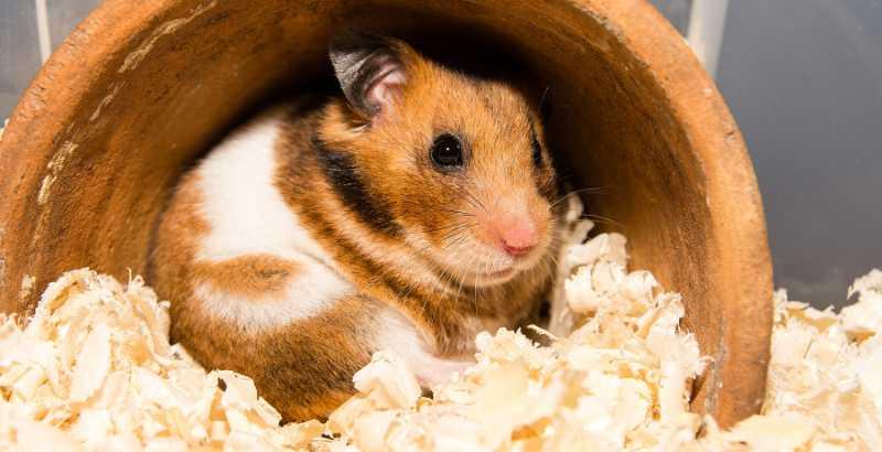 Conseil Vétérinaire - Blog - Comprendre pourquoi votre hamster crie :  Causes et solutions
