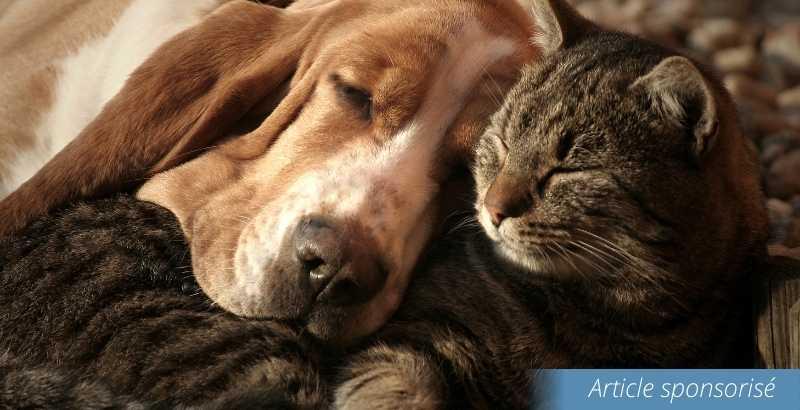Conseil Vétérinaire - Blog - Test produit : Petscool, diffuseur et spray  anti-stress pour animaux de compagnie