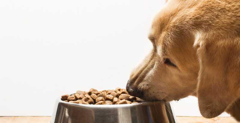 Conseil Vétérinaire - Blog - Test produit : Les croquettes Dogteur Premium  "Low grain" pour chiens peu actifs