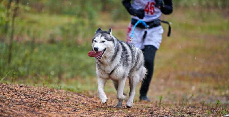 Conseil Vétérinaire - Blog - Courir avec son chien, un tandem très tendance