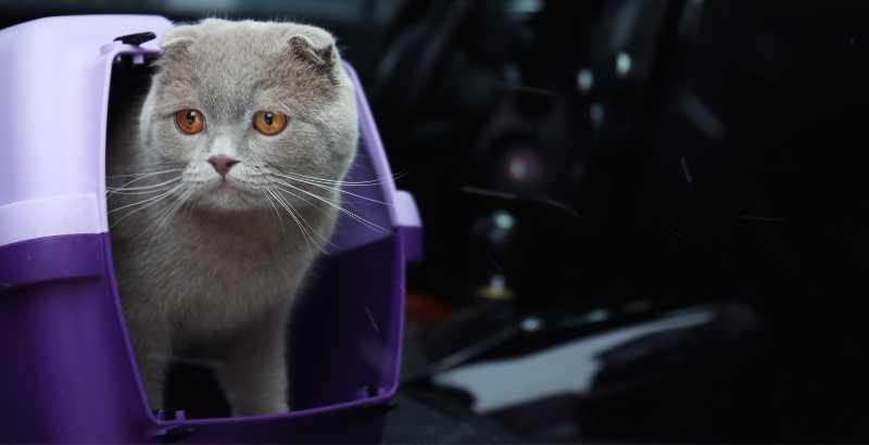 Conseil Vétérinaire - Blog - Votre chat est malade en voiture, comment le  soulager ?