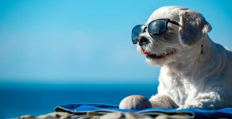 Conseil Vétérinaire - Blog - Protéger votre chien du soleil | Conseils  vétérinaires