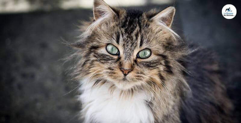 Conseil Vétérinaire - Blog - Allergie au chat : peut-on vivre chez un  propriétaire de chat ?