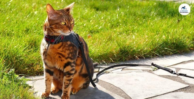 Conseil Vétérinaire - Blog - Notre guide pour choisir son harnais pour chat