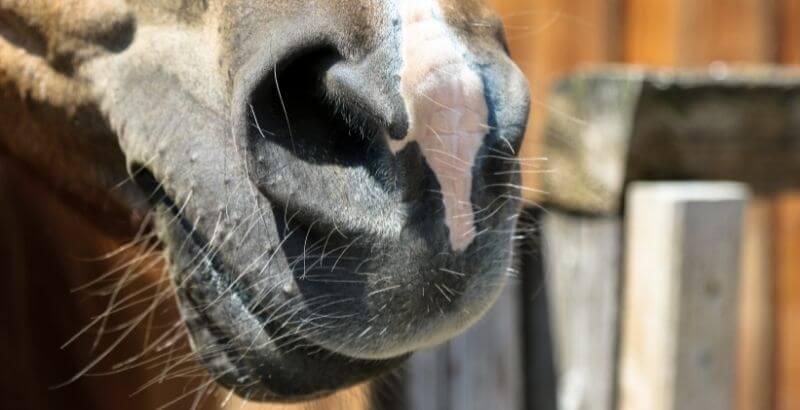 Conseil Vétérinaire - Blog - Que faut-il faire si mon cheval saigne du nez ?
