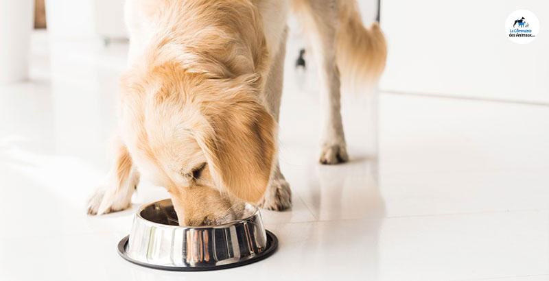 Conseil Vétérinaire - Blog - Chien glouton : il mange trop vite | Causes &  Solutions