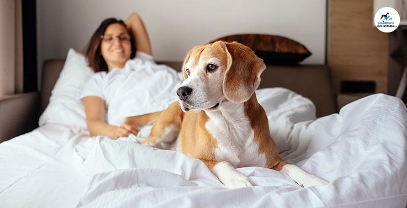 Conseil Vétérinaire - Blog - Dormir avec son chien | Avantages et  inconvénients