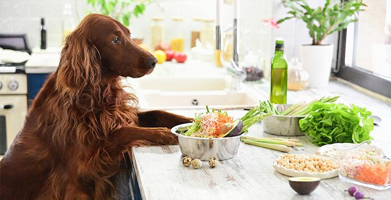 Conseil Vétérinaire - Blog - Alimentation végétarienne du chien