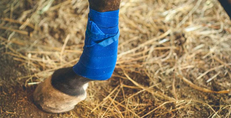 Conseil Vétérinaire - Blog - Comment faire un pansement à son cheval ? | 3  étapes à suivre
