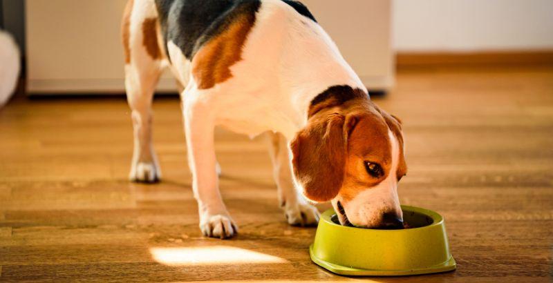 Conseil Vétérinaire - Blog - Nourriture et alimentation du chien stérilisé  | Nos conseils vétérinaires