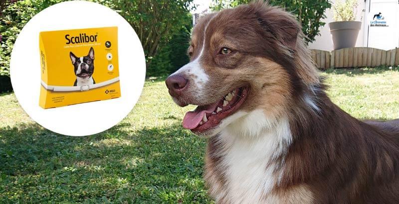 Conseil Vétérinaire - Blog - Scalibor : collier antiparasitaire pour chien