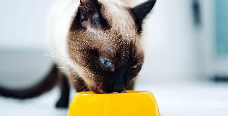 Hill's Prescription Diet Feline Metabolic Chat 8 kg | Livraison rapide