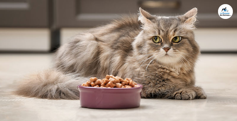 Conseil Vétérinaire - Blog - L'alimentation mixte pour chat - Conseils