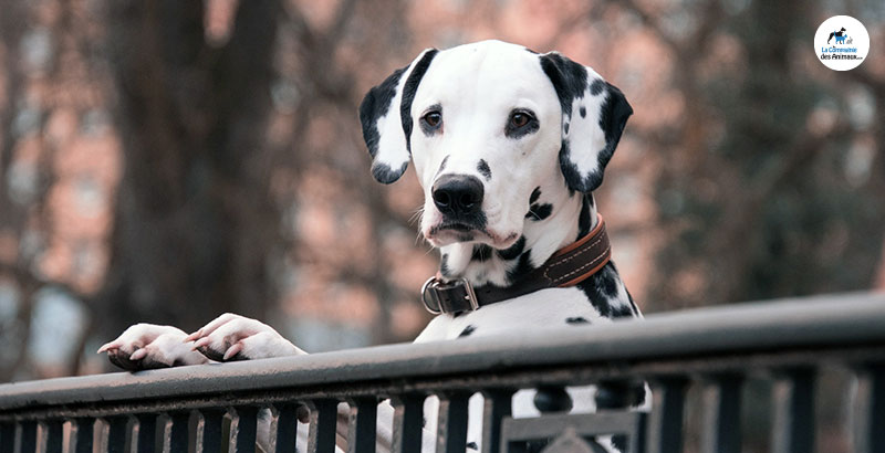 Conseil Vétérinaire - Blog - Gardez votre animal en sécurité avec les  solutions PetSafe