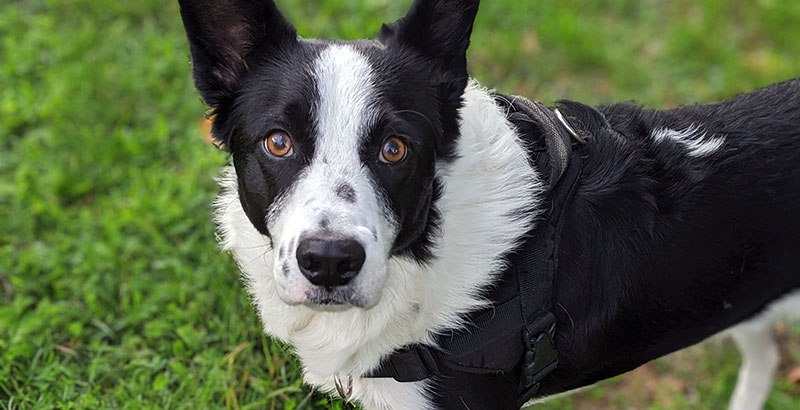 Conseil Vétérinaire - Blog - Mon chien est un Border Collie | Interview