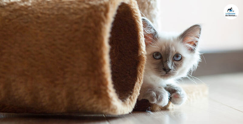 Conseil Vétérinaire - Blog - Comment bien choisir un laser pour chat ?
