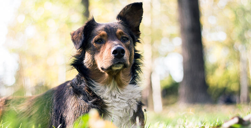 Conseil Vétérinaire - Blog - Mon chien a l'oreille gonflée, que faire ? |  Causes & Soins