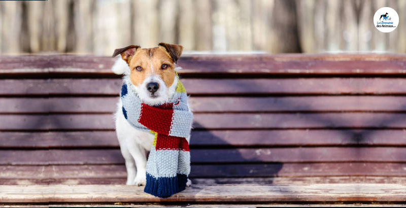 Conseil Vétérinaire - Blog - Faut-il habiller son chien en hiver ?
